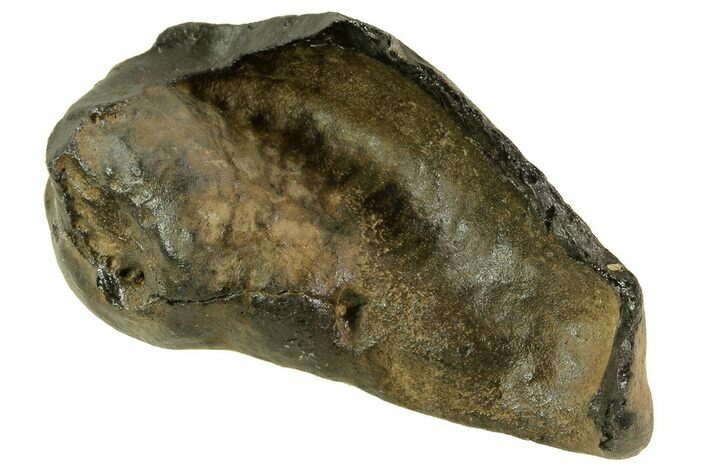 Fossil Whale Ear Bone - Miocene #69658